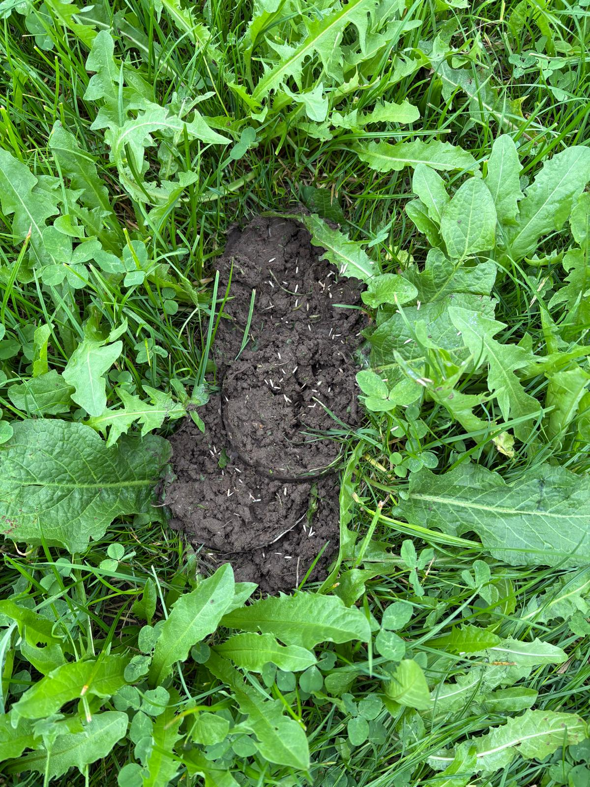 Integrierte Nachsaat